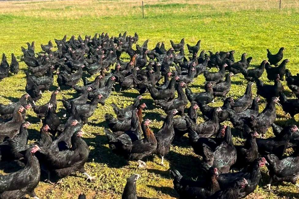 A big flock of black hens spread out over green grass in daylight